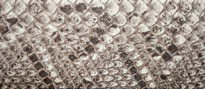 Skin reptile white crocodile skin texture snake background close-up