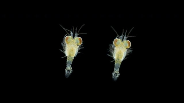 Crustacea Mysida Idiomysis sp. under the microscope, Mysidae Family. Sample found hovering above upside-down jellyfish, Cassiopea. Red sea