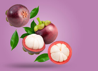 Mangosteen with leaves falling in the air isolated on purple background, Mangosteen on purple background With clipping path.