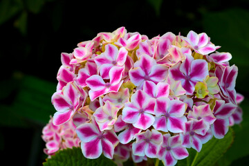 Close up of a flowering hydrangea bud.