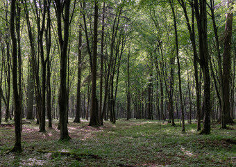 Springtime deciduous tree stand with hornbeams and oaks