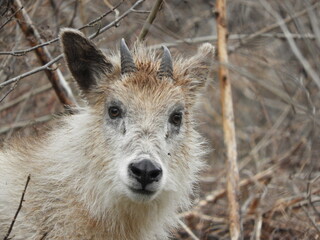 ニホンカモシカ