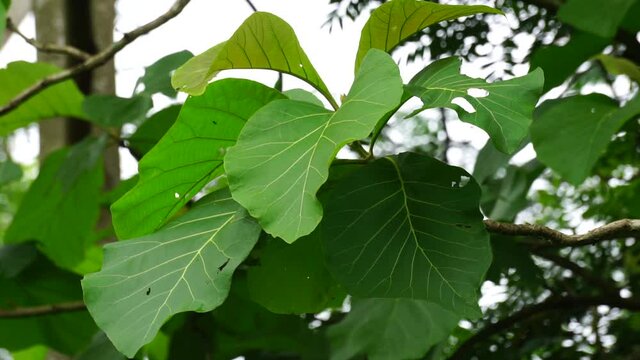 Green teak (Tectona grandis Linn f., Burmese teak, Central Province, jati, Nagpur teak) with natural background. Teak leaves in Indonesia usually used as food wrappers.