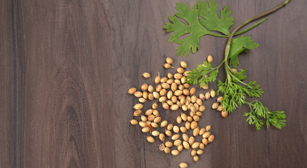 Dry coriander seeds with small bamboo spoon and green fresh bunch coriander leaves,famous spices ingredients in asia's kitchen.