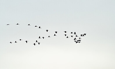 Large group of cranes flying over white sky