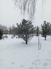 Baobab tree in winter