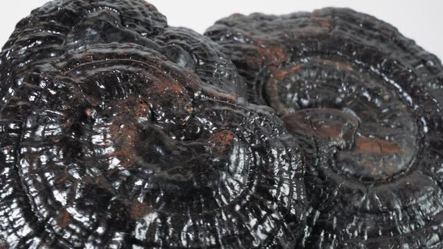 Dried Lingzhi or Ganoderma Lucidum or Reishi rotating macro footage, herbs for health.