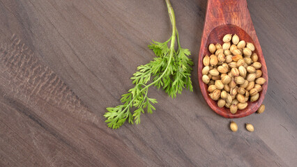 Dry coriander seeds with small bamboo spoon and green fresh bunch coriander leaves,famous spices ingredients in asia's kitchen.