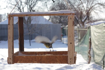squirrel in the snow