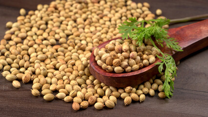 Dry coriander seeds with small bamboo spoon and green fresh bunch coriander leaves,famous spices ingredients in asia's kitchen.