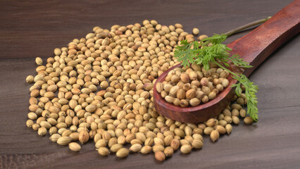 Dry coriander seeds with small bamboo spoon and green fresh bunch coriander leaves,famous spices ingredients in asia's kitchen.