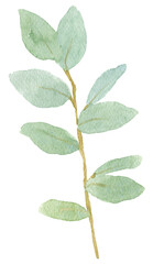 Peony flowers. Peonies flower.