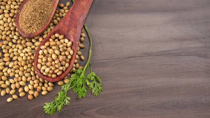 Dry coriander seeds with small bamboo spoon and green fresh bunch coriander leaves,famous spices ingredients in asia's kitchen.
