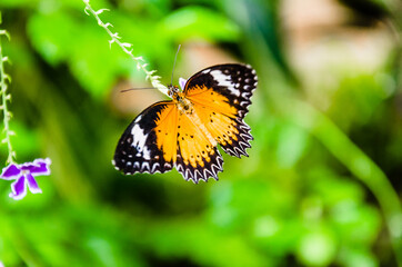 Beautiful female Hypolimnas Missippus butterfly on green garden leaves