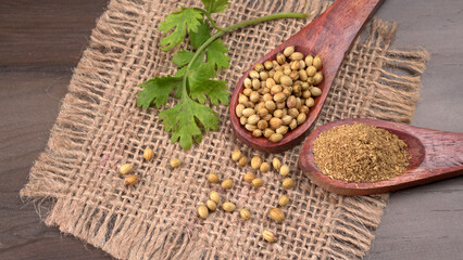 Dry coriander seeds with small bamboo spoon and green fresh bunch coriander leaves,famous spices ingredients in asia's kitchen.
