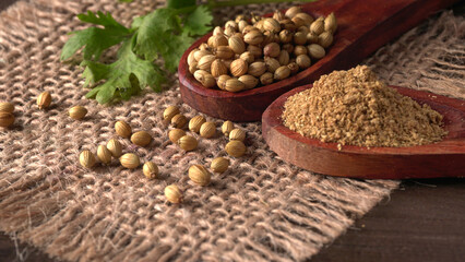 Naklejka premium Dry coriander seeds with small bamboo spoon and green fresh bunch coriander leaves,famous spices ingredients in asia's kitchen.
