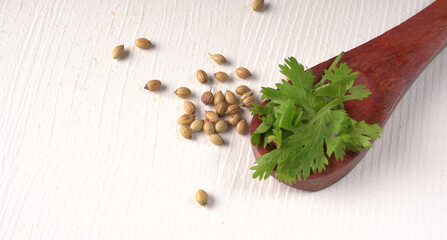 Dry coriander seeds with small bamboo spoon and green fresh bunch coriander leaves,famous spices ingredients in asia's kitchen.