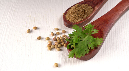 Dry coriander seeds with small bamboo spoon and green fresh bunch coriander leaves,famous spices ingredients in asia's kitchen.