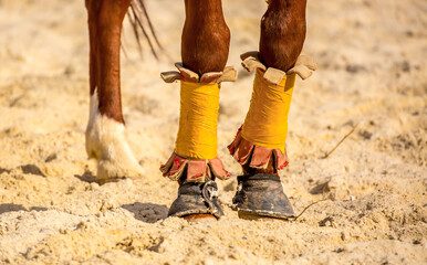 Horses are large. Harnessed and saddled, the horses are tied to a stall in a green meadow....