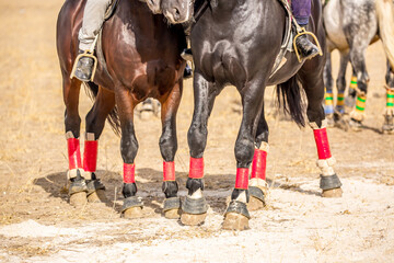 Horses are large. Harnessed and saddled, the horses are tied to a stall in a green meadow....