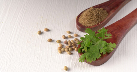 Dry coriander seeds with small bamboo spoon and green fresh bunch coriander leaves,famous spices ingredients in asia's kitchen.