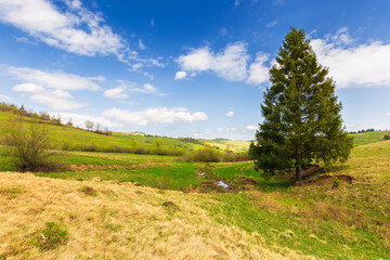 Fototapeta na wymiar spruce tree on the hill. beautiful countryside scenery in springtime on a sunny day. blue sky with clouds