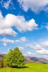 tree on the grassy hill. green nature environment in mountainous countryside. wonderful blue sky with clouds on a sunny day in early spring