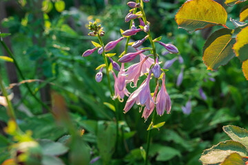 Garden ornamental plants in landscape design. trendy color Very Peri