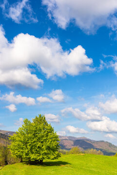 tree on the grassy hill. green nature environment in mountainous countryside. wonderful blue sky with clouds on a sunny day in early spring