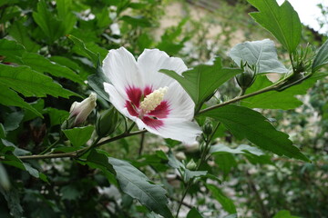 Closed buds and white crimsoneyed flower of Hibiscus syriacus in mid July