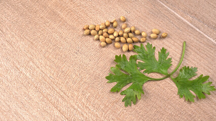 Dry coriander seeds with small bamboo spoon and green fresh bunch coriander leaves,famous spices ingredients in asia's kitchen.