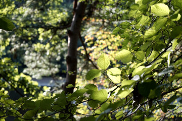 한여름 녹색이 가득한 숲의 풍경입니다.