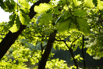 Fototapeta na wymiar 한여름 녹색이 가득한 숲의 풍경입니다.