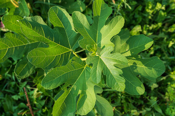 Obraz premium Young fig plant with large leaves with green veins in light