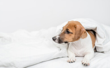 jack russell terrier puppy lies  under white warm blanket on a bed at home and looks away on empty space