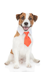 Jack russell terrier puppy wearing  suit with necktie looks at camera. isolated on white background