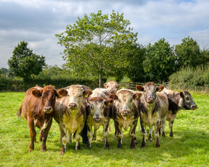 A small herd of rare breed Shorthorn cattle