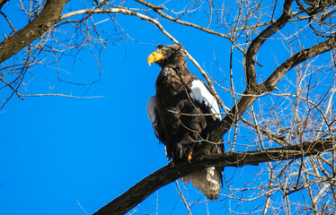 golden eagle on branch