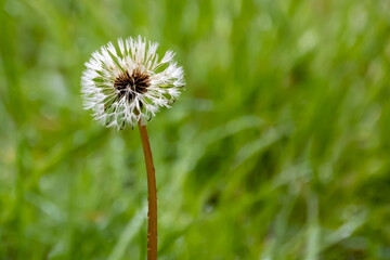 dandelion on green background