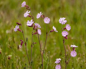 flowers in the field