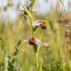 Bee Orchid