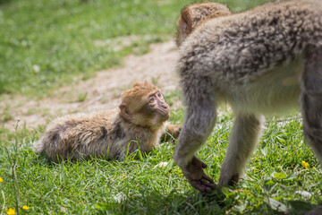 Naklejka na ściany i meble monkey zoo primate park makake