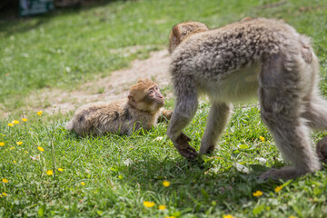 monkey zoo primate park makake