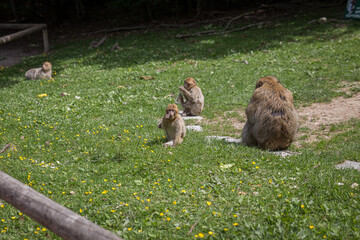 monkey zoo primate park makake