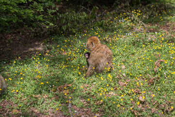monkey zoo primate park makake