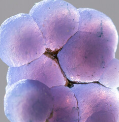 .grape agate mineral specimen stone rock geology gem crystal