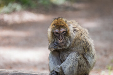 monkey zoo primate park makake