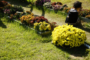 공원 정원에는 가을 햇살에 꽃들이 아름답게 장식되었습니다.