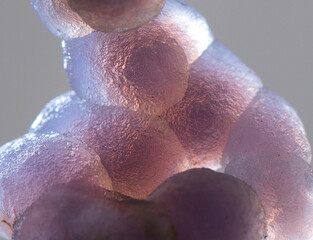 .grape agate mineral specimen stone rock geology gem crystal