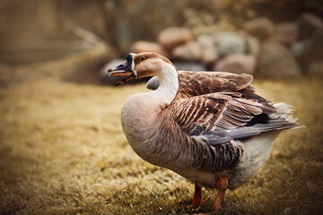 A cute rustic goose with brown plumage quacks loudly while walking around the farm on a summer day. Domestic birds. Agricultural industry.